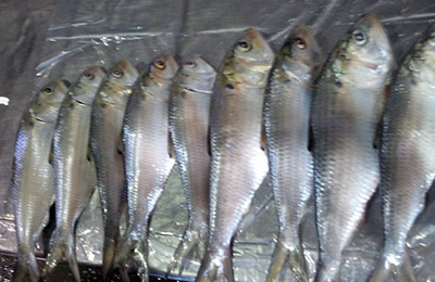 Frozen Sri Lanka sardines