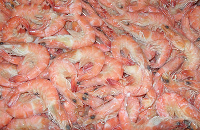 Frozen white shrimp